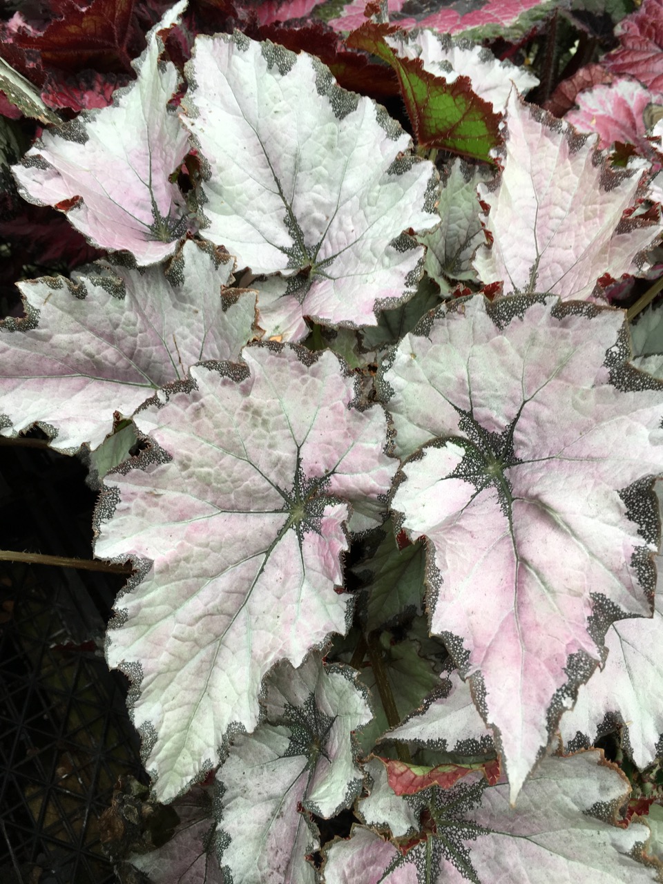 B. ‘Champagne Bubbles’